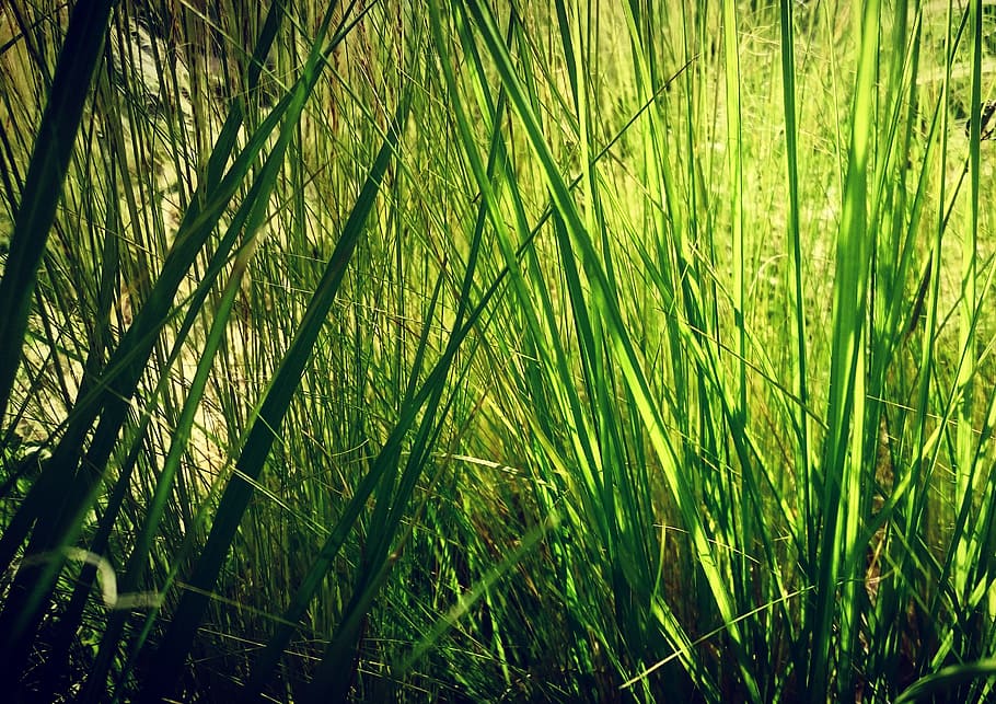 Nature, Grass, Sun, Landscape, green, growth, green color, beauty in nature HD wallpaper