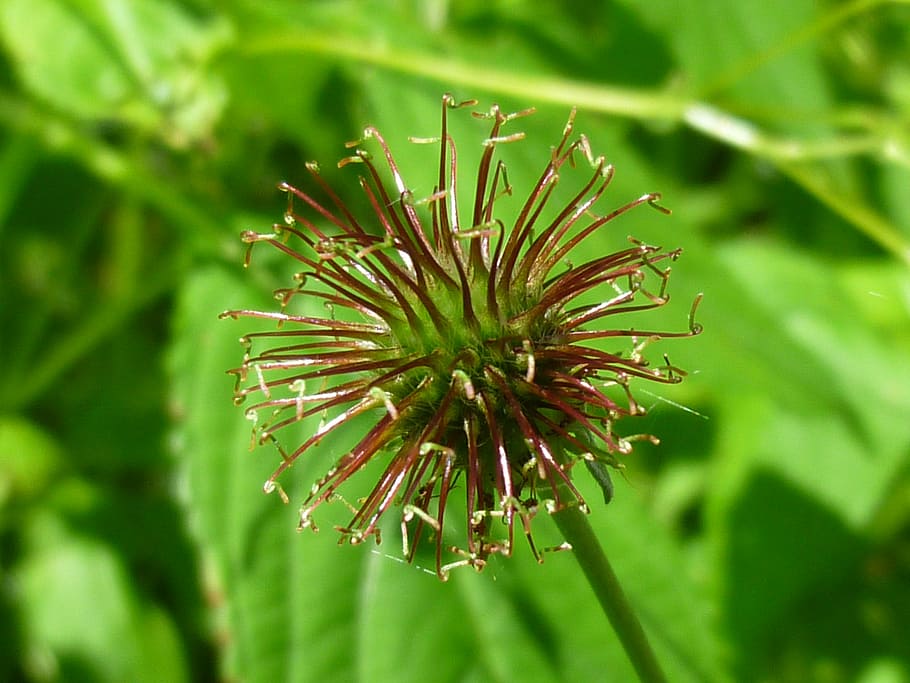 thistle, nature, plant, close-up, green Color, summer, botany HD wallpaper