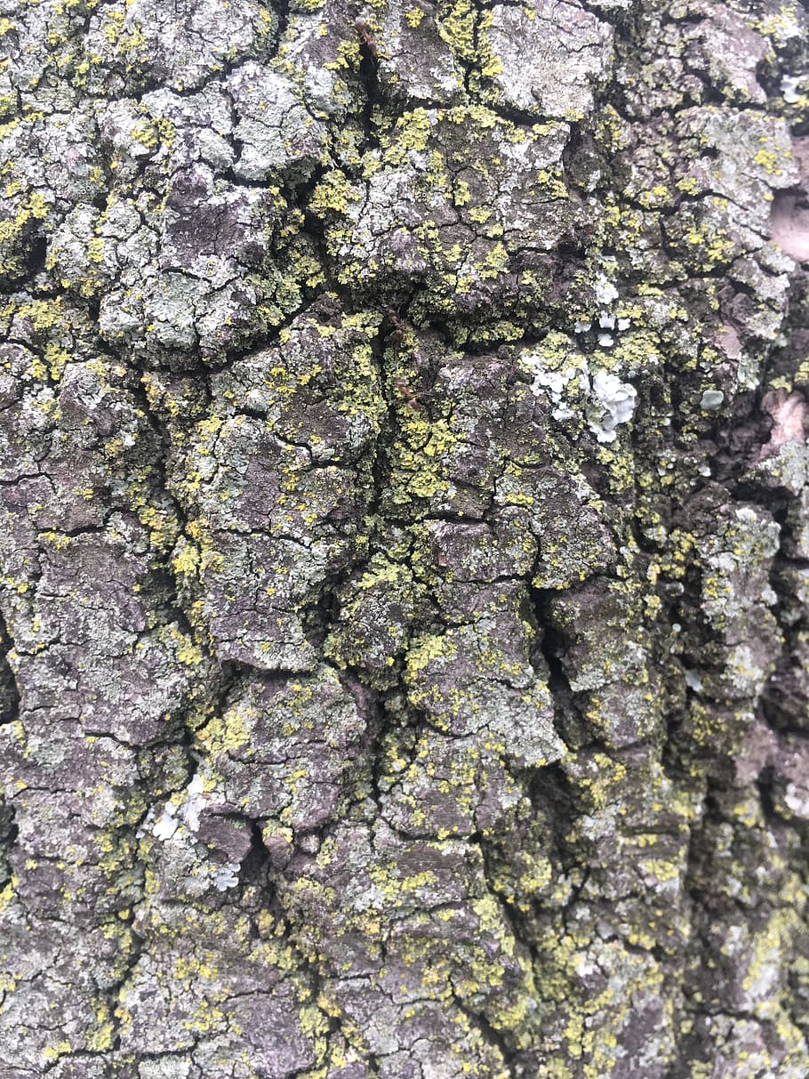 tree, bark, trunk, wood, texture, nature, tree trunk, cracks HD wallpaper