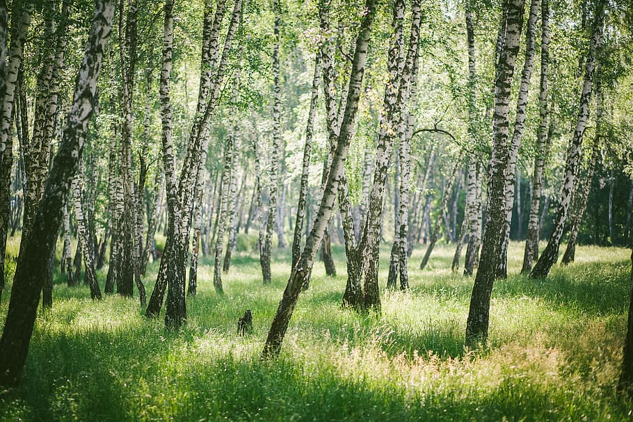 Forest, Birch, Nature, tree, grass, scenics, no people, plant HD wallpaper