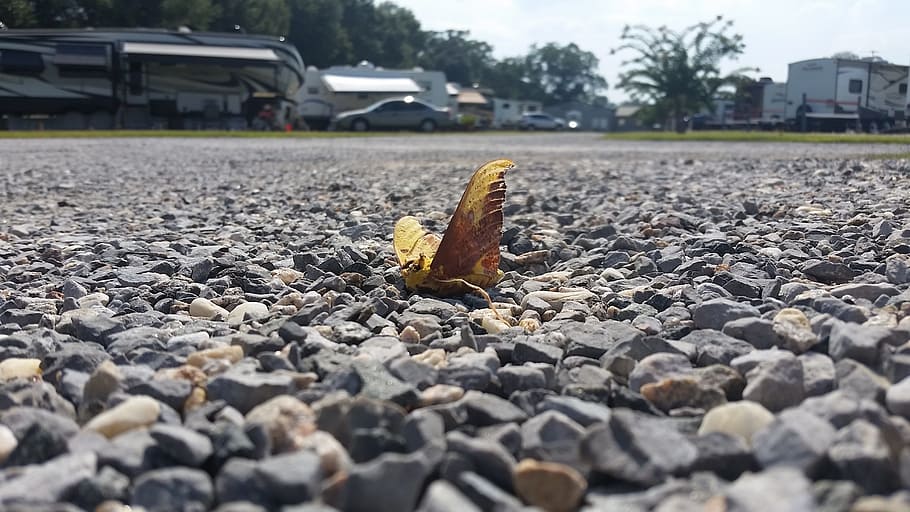 death, insect, moth, rocks, butterfly, nature, head, wildlife HD wallpaper