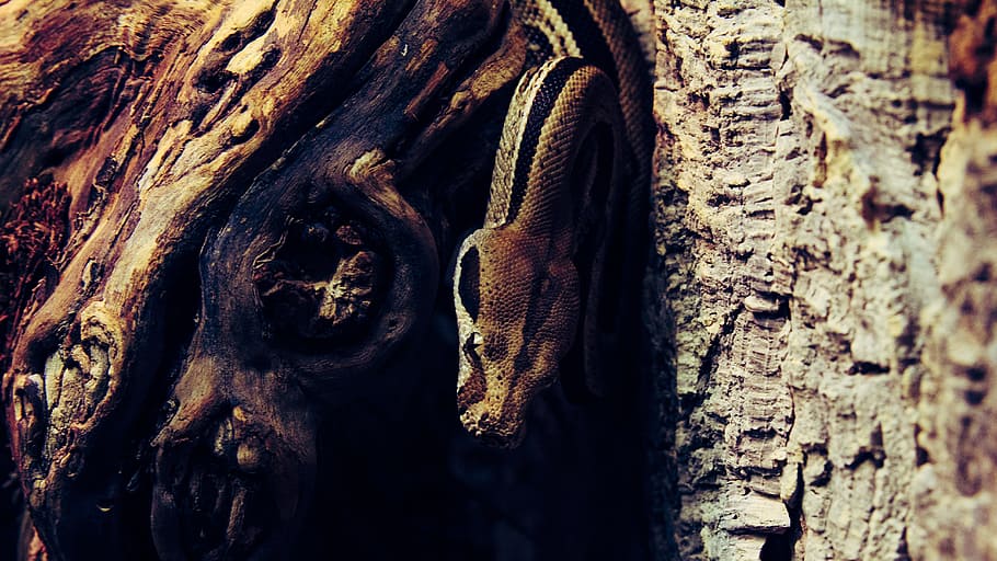 snake, aggressive, reptile, tree, lizard, exotic, textured HD wallpaper