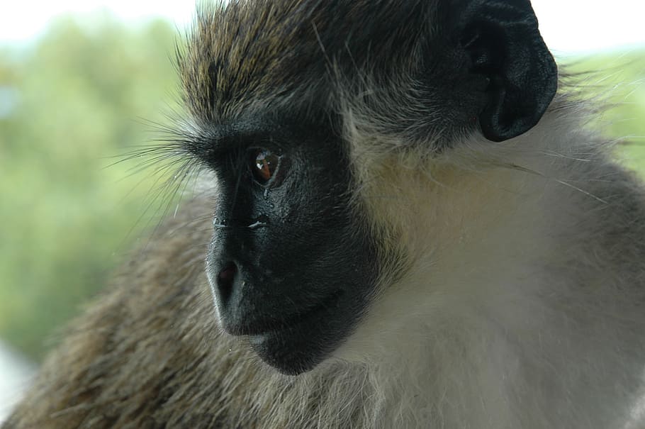 monin, caranegra, titii, animal, wildlife, mammal, primate HD wallpaper