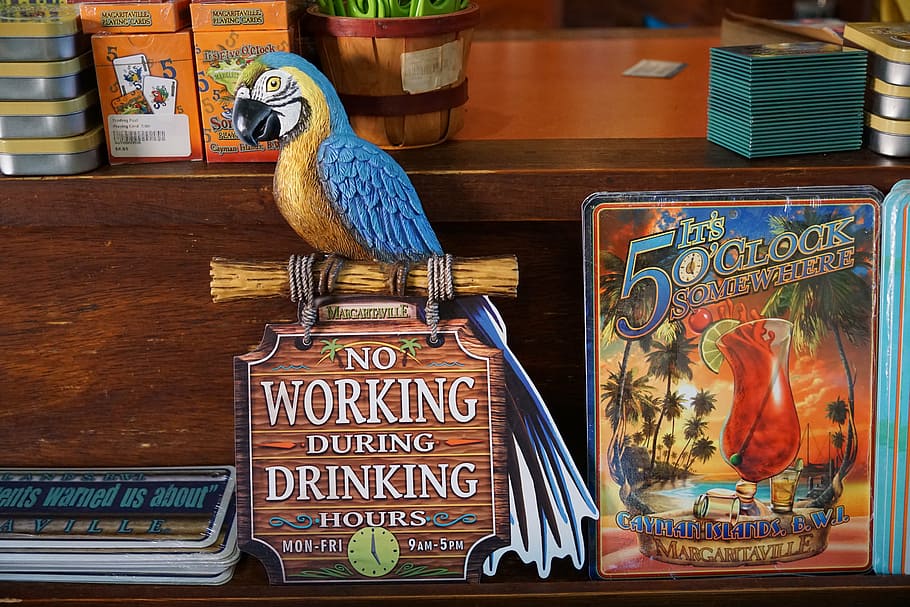 parrot, shield, note, wood, hoax, text, animal, animal themes HD wallpaper