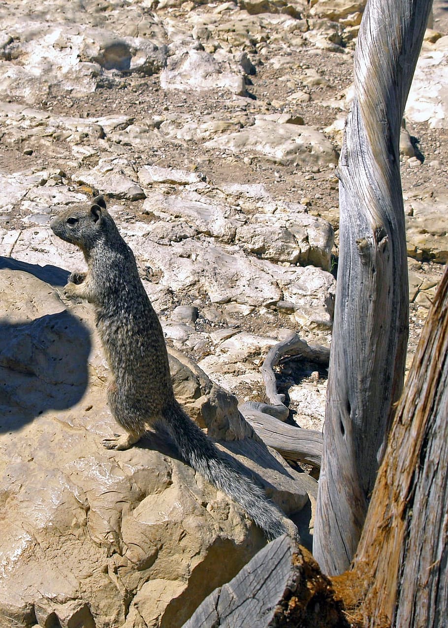 Gopher, Animal, Burrowing, Wild, Rodent, hole, tunnel, america HD wallpaper