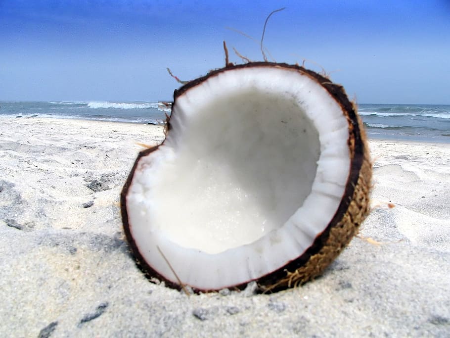 coconut shell on beach sands during daytime, sea, land, water HD wallpaper