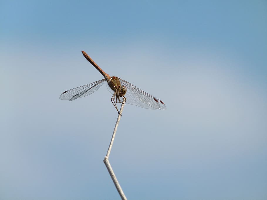 dragonfly, stem, sky, yellow dragonfly, sympetrum sinaiticum HD wallpaper