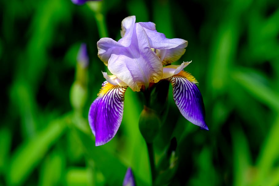 iris, blossom, bloom, blue, flower, nature, garden, close, purple HD wallpaper