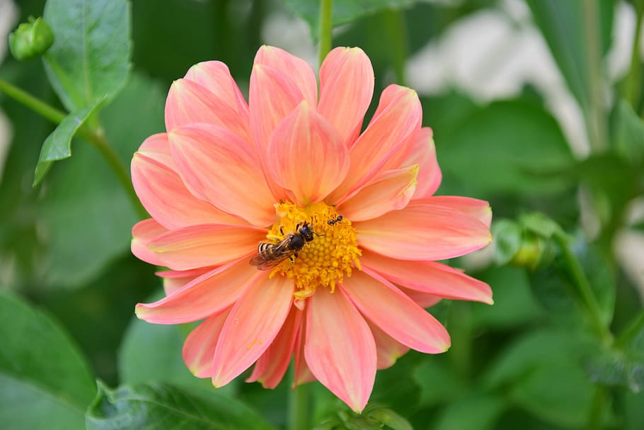 Dahlia, Bee, Ant, Summer, flower, petal, nature, plant, growth HD wallpaper