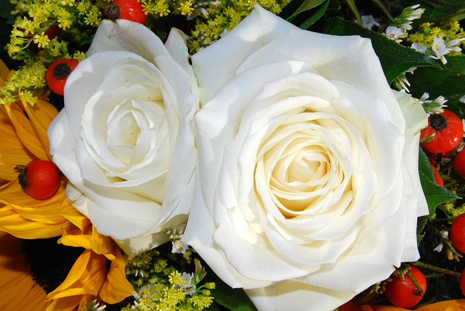 White, Flower, Charm, Bloom, rosa, beauty, white color, no people HD wallpaper