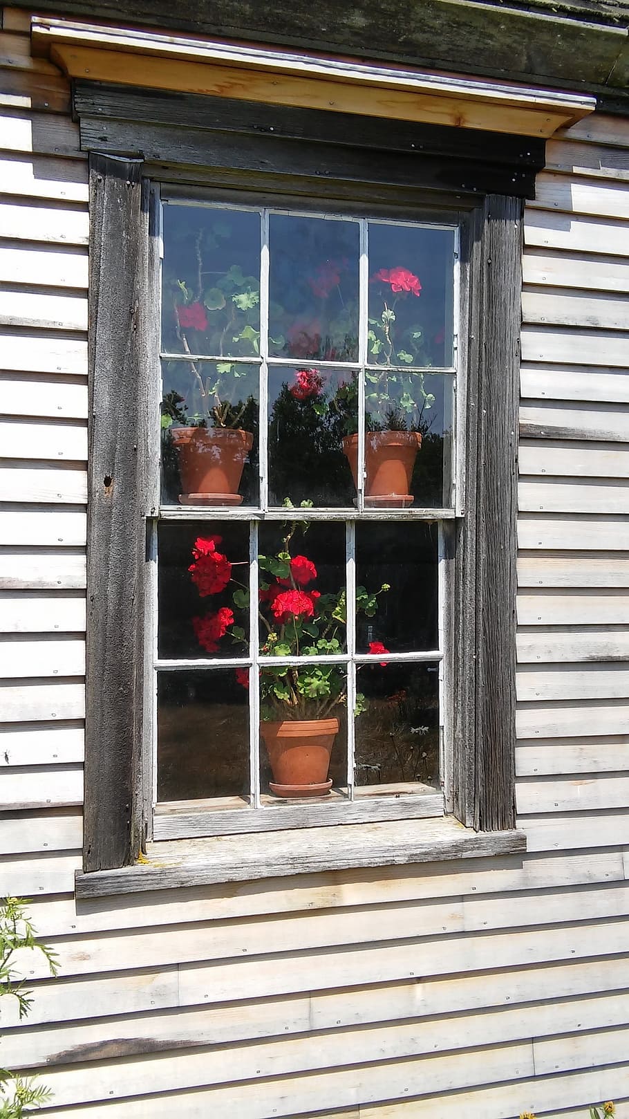 Geranium, Window, Flower, Plant, red, clay pot, house window HD wallpaper