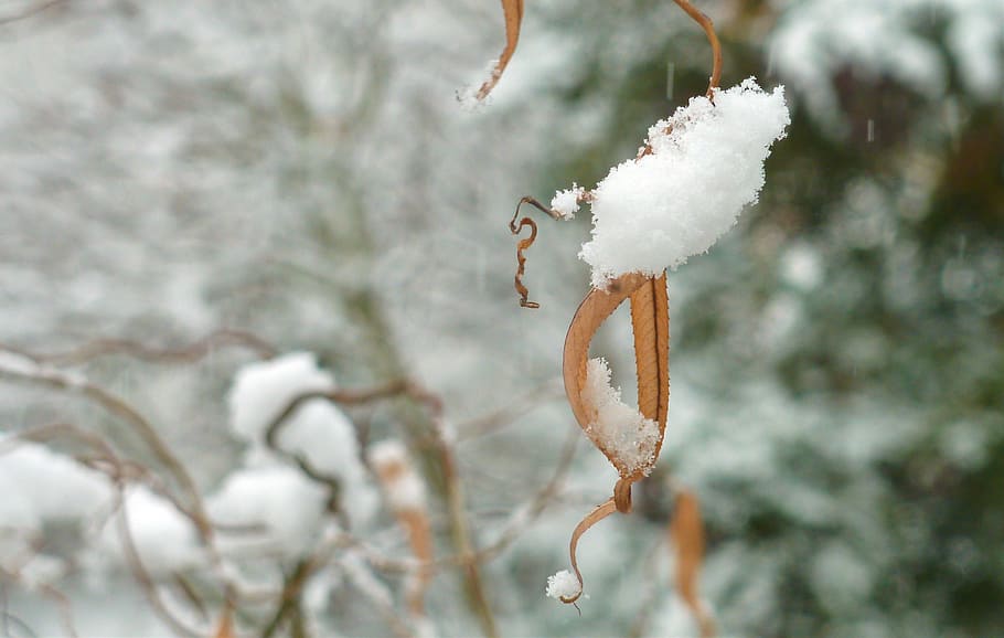 Winter, Snow, Wintry, White, Cold, Tree, winter bushes, nature HD wallpaper