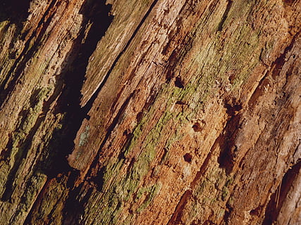 Tree Bark, Background, Log, wood, structure, tribe, nature HD wallpaper