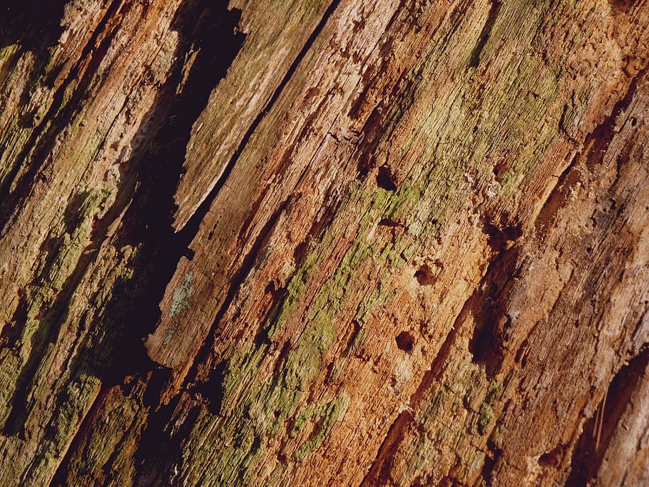 Tree Bark, Background, Log, wood, structure, tribe, nature HD wallpaper