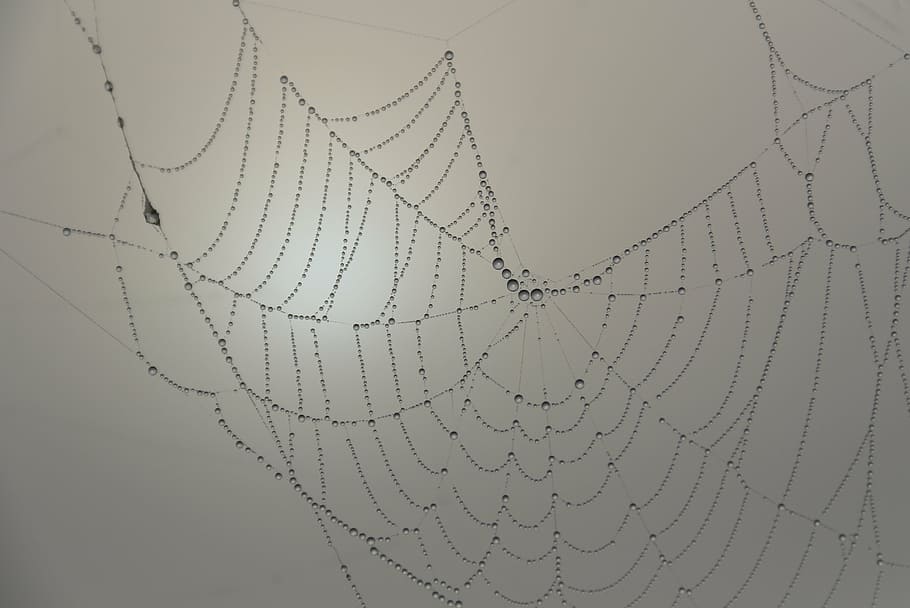 focus photo of spider web, cobweb, beaded, morgentau, backgrounds HD wallpaper