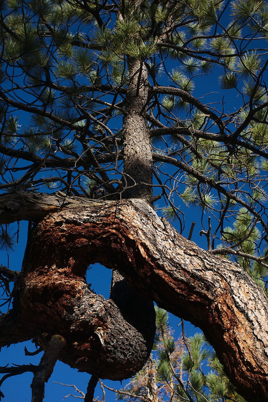 Pine, Tree, Nature, Green, jeffrey, pine tree, coniferous, natural HD wallpaper