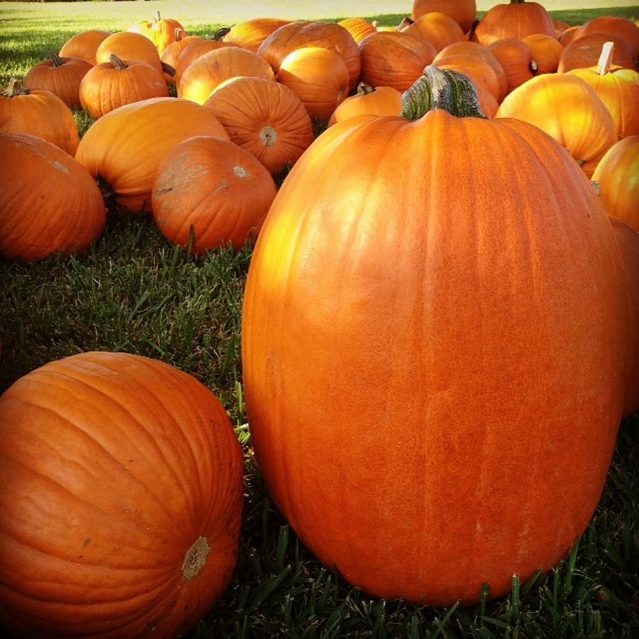 pumpkin, patch, autumn, halloween, garden, kid, seasonal, vegetable HD wallpaper