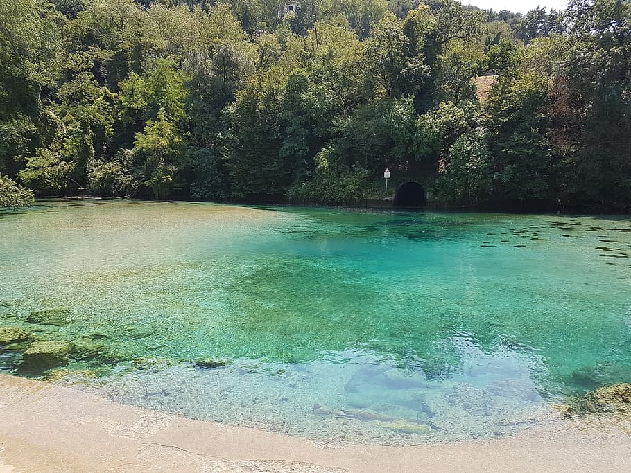 water, source, clear, tree, plant, beauty in nature, tranquility HD wallpaper