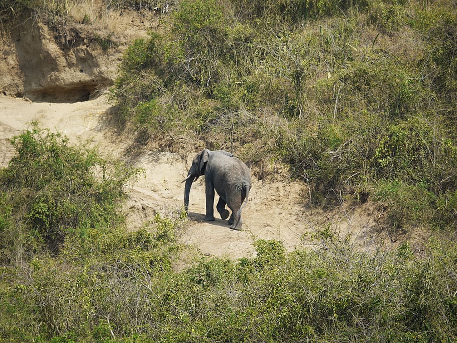 Elephant, Uganda, Rise, Way Back, Steep, afternoon, upward HD wallpaper
