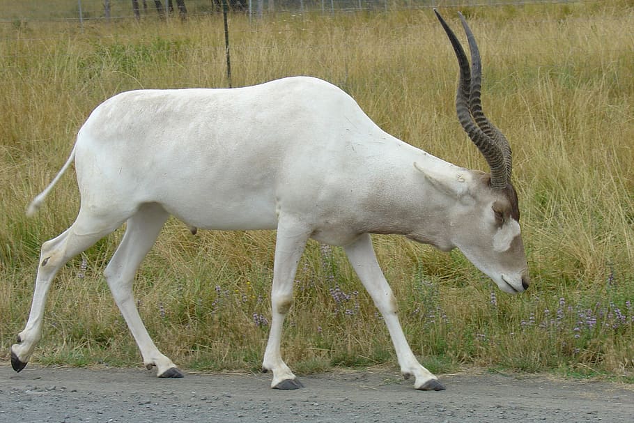 white gazelle, addax, antelope, antlers, wildlife safari, animals, HD wallpaper