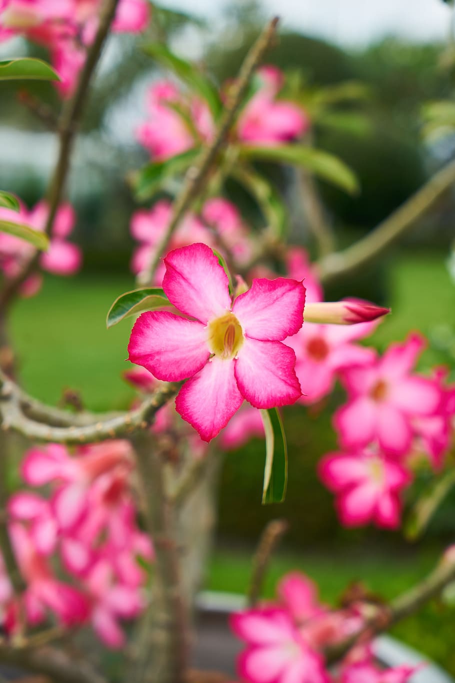 Flower, Spring, Pink, Macro, Nature, spring flowers, garden HD wallpaper