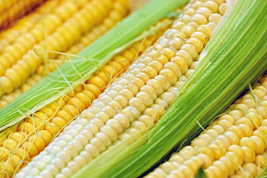 closeup of four yellow corns, corn on the cob, piston, young HD wallpaper