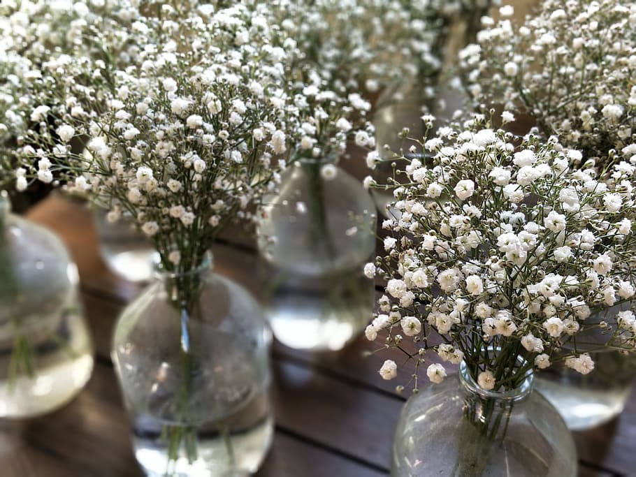 vases, wedding, jar, gyps, gypskruid, flower, flowering plant, HD wallpaper