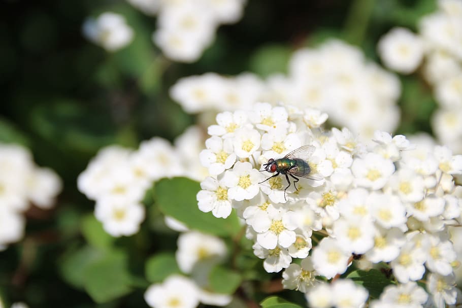 Animal, Insect, Macro, Fly, Flowers, close, one animal, animal themes HD wallpaper