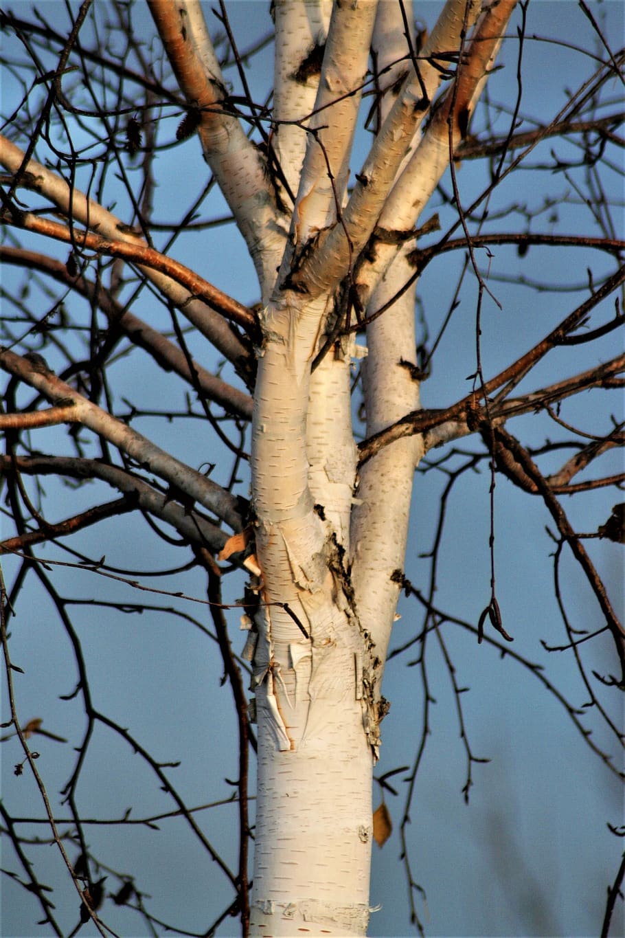 tree, birch, branches, plant, bare tree, nature, sky, growth HD wallpaper