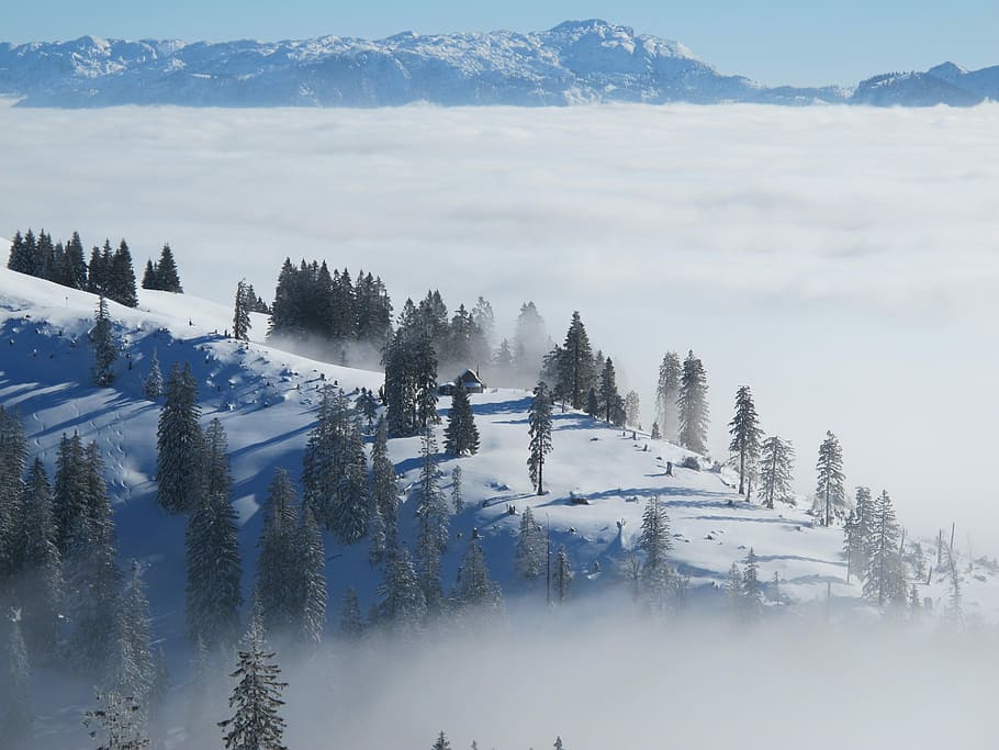 bird's-eye view photo of pine trees with fogs, aerial photography of trees near snowy mountain HD wallpaper