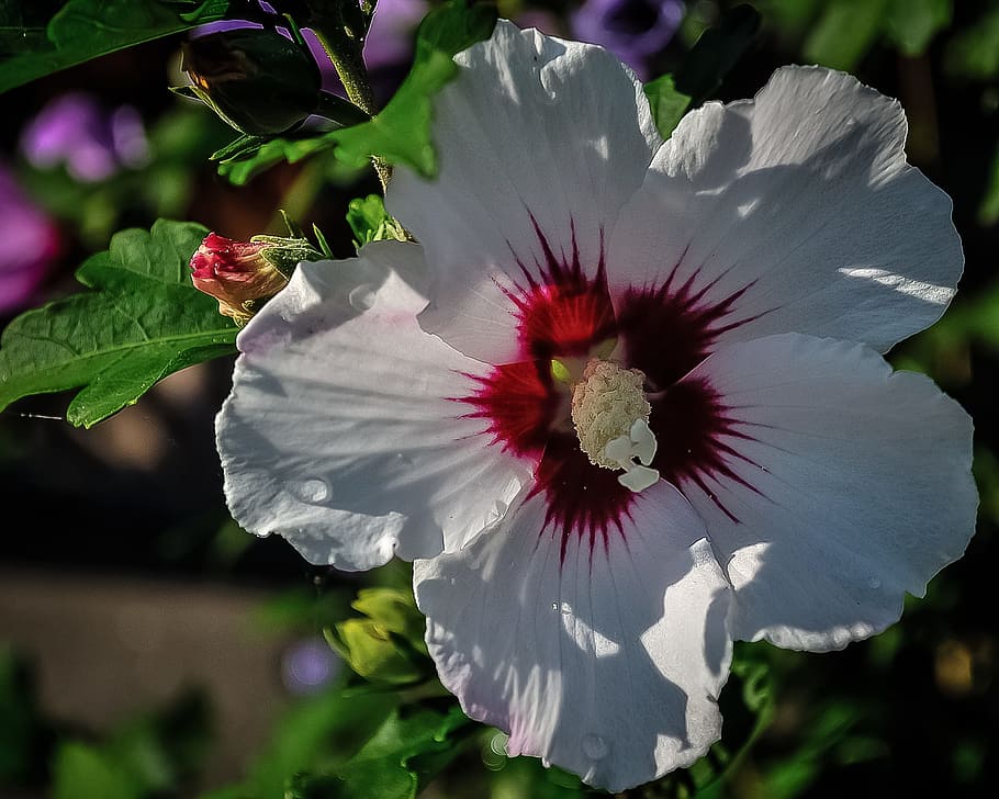 flower, white, red, nature, plant, beauty, floral, beautiful HD wallpaper