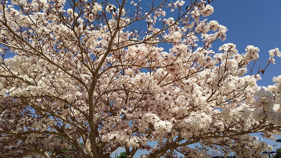 tree, blossom, spring, plant, flowering plant, beauty in nature HD wallpaper
