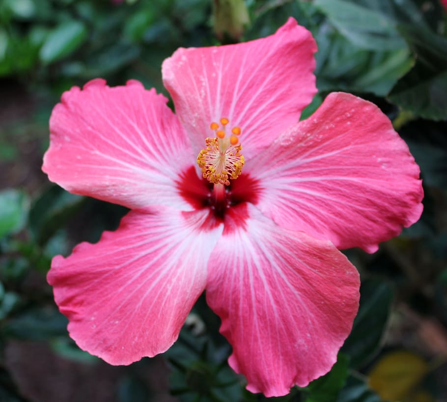 HD wallpaper: flower, tropical, pink, hibiscus, flowering plant, petal ...