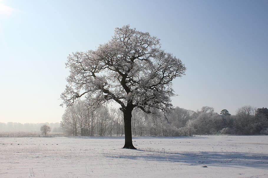 leafed tree during winter, snow, landscape, cold, blue, sky HD wallpaper