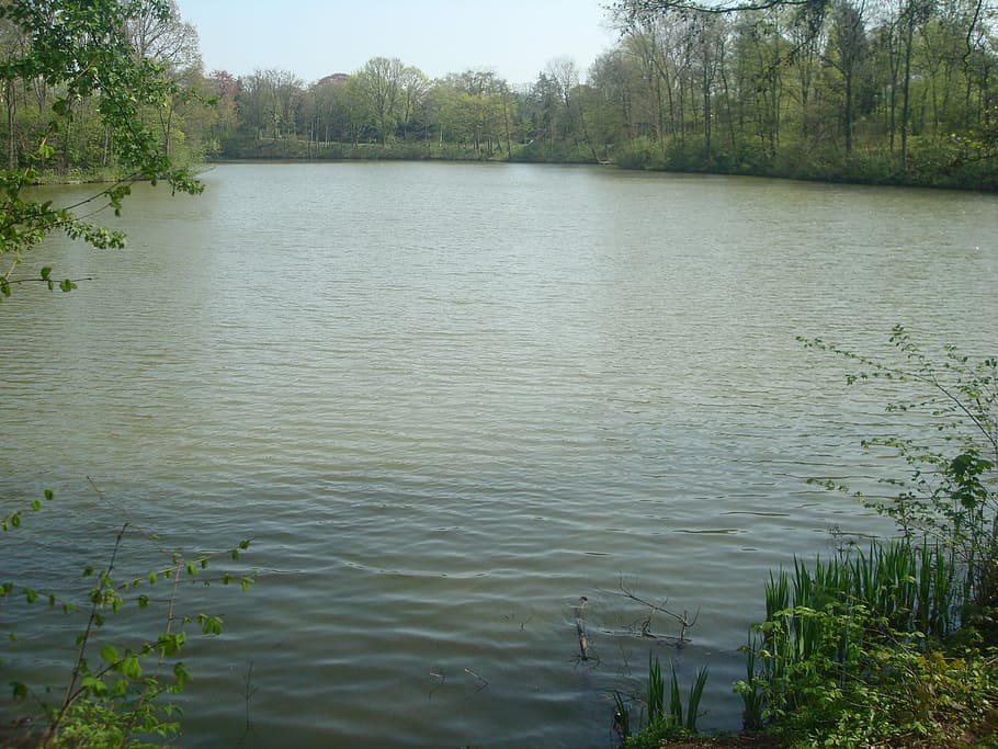 Beach, Lake, Water, Forest, Forest, Park, green, spring, nature HD wallpaper