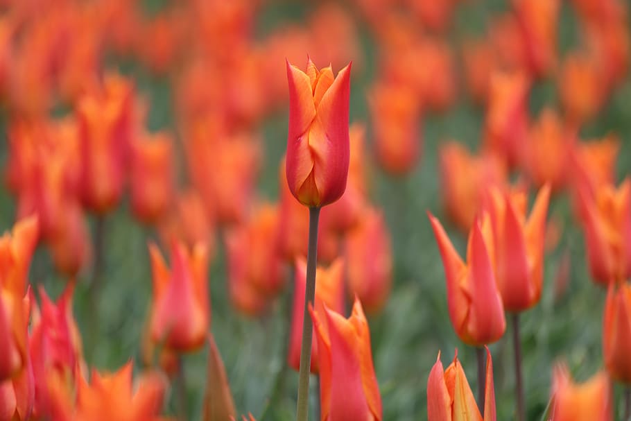 tulip, flower, spring, flowering plant, beauty in nature, freshness HD wallpaper