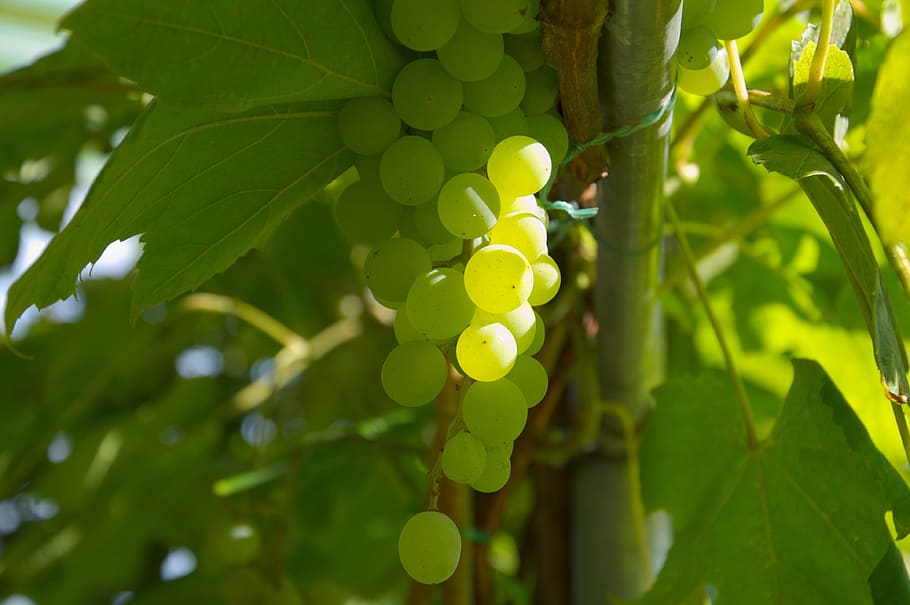 summer, green, sun, grapes, leaf, plant part, green color, growth HD wallpaper