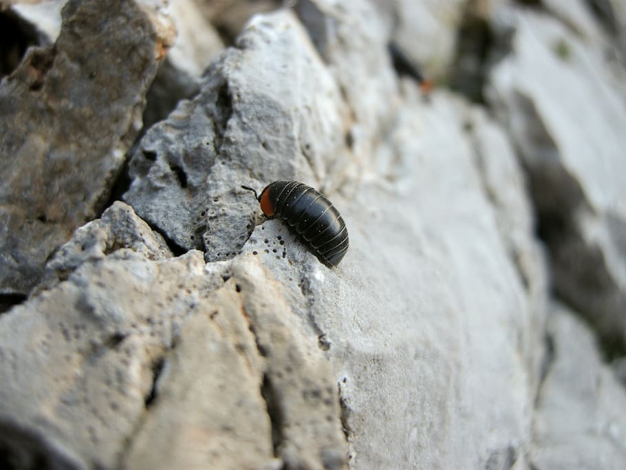 insect, rock, macro, animal themes, animal wildlife, animals in the wild HD wallpaper