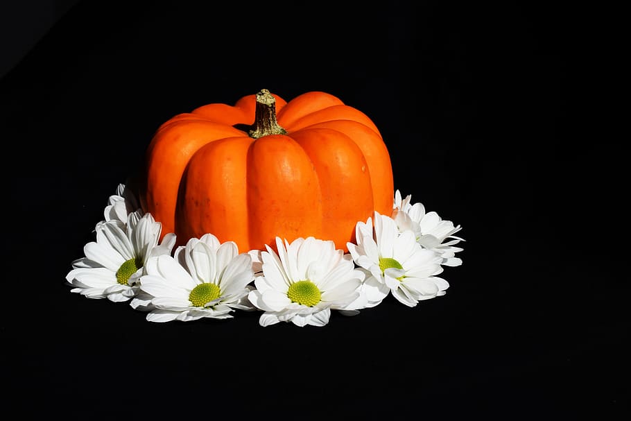 white, orange, black, pumpkin, black background, studio shot HD wallpaper