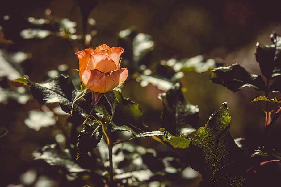 selective focus photography of orange flower, rose, back light HD wallpaper