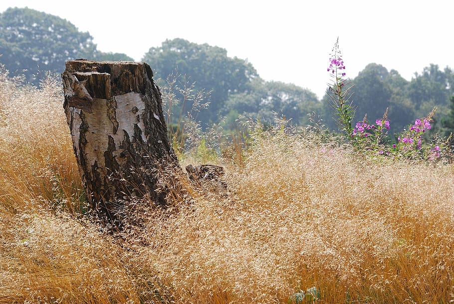 grass, summer, seeding, seeds, nature, tree, birch, stump, plant HD wallpaper