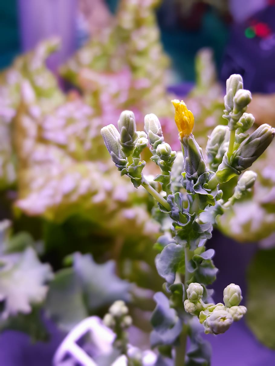 plant, foliage, flower, hydroponic, 萵 radicchio, green lettuce roll, HD wallpaper