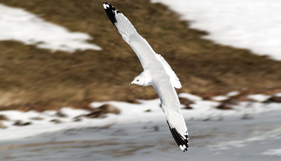 seagull, flight, majestic, spread, wings spread, wing span HD wallpaper