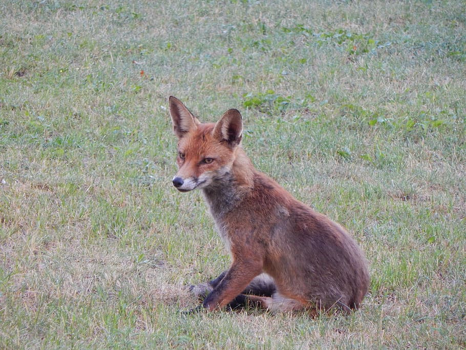 Fuchs, Forest, Animals, Predator, forest animals, reddish fur HD wallpaper