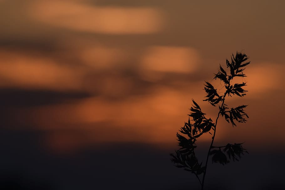 grass, macro, sunset, plants, nature, meadow, meadow grass HD wallpaper