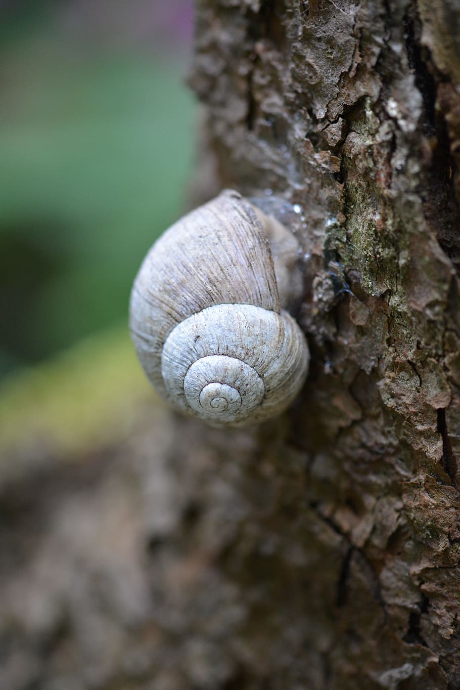 snail, shell, close, snail shell, nature, mollusk, close-up HD wallpaper