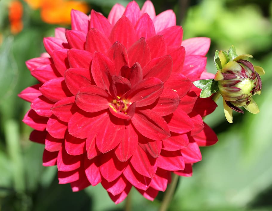 red, flower, macro, blossom, bloom, red flower, nature, close HD wallpaper
