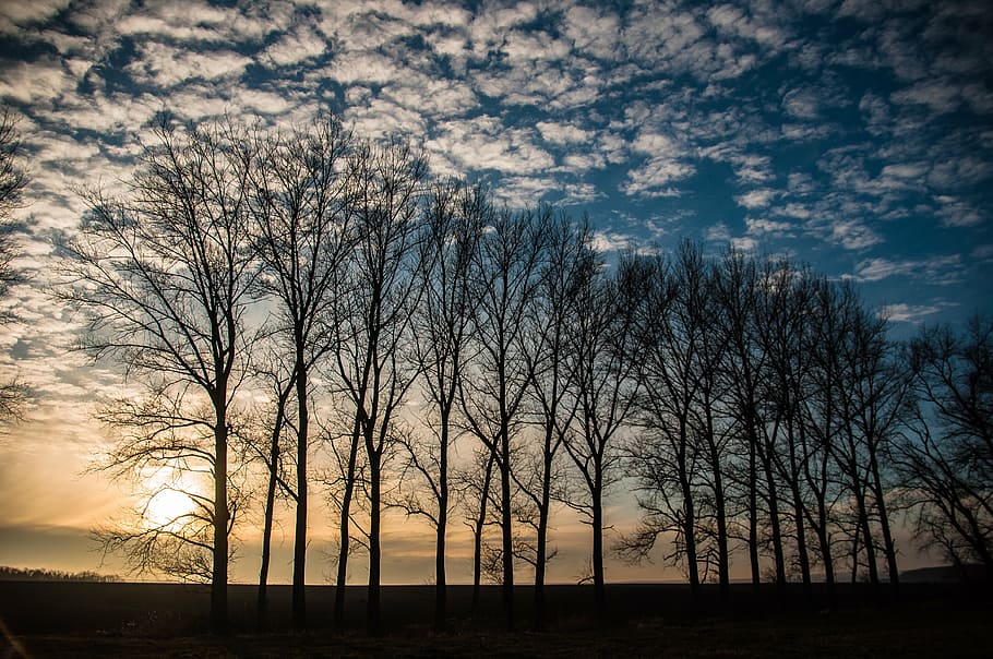 back light, sky, clouds, blue, tree, landscape, cloud formation HD wallpaper