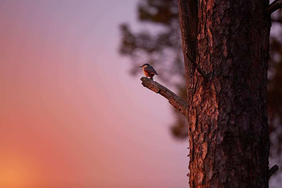 black bird perched on tree branch during golden hour, bird on trees trunk during sunset HD wallpaper
