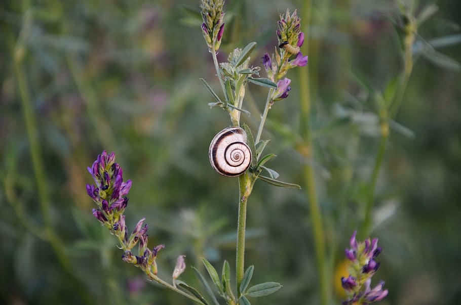 Snail, Flower, Leaf, Nature, Plant, animal, garden, spring HD wallpaper